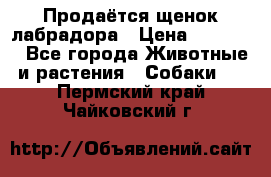 Продаётся щенок лабрадора › Цена ­ 30 000 - Все города Животные и растения » Собаки   . Пермский край,Чайковский г.